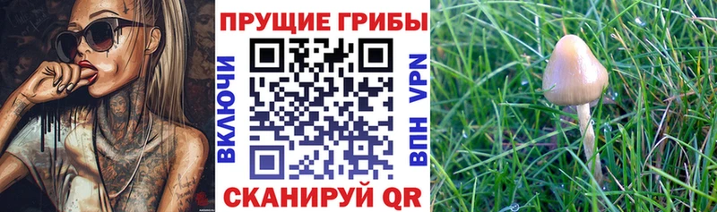 закладки  нарко площадка Telegram  Галлюциногенные грибы мицелий  Елизаветинская 
